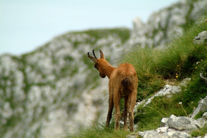 Camoscio d''Abruzzo Rupicapra pyrenaica ornata